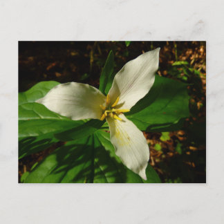 Postal Flor de flores de trillio blanco