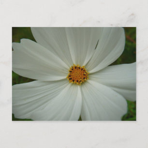 Postal Flor de flores silvestres de verano de Cosmos blan