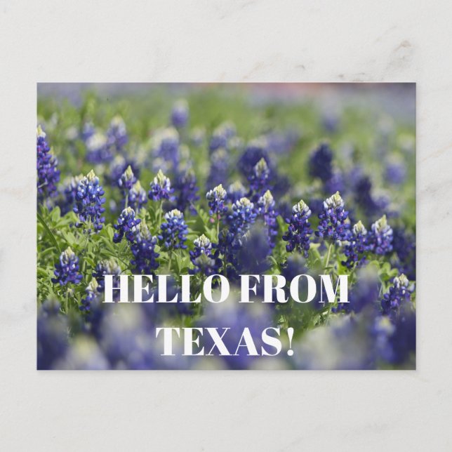 Postal Flor de flores silvestres en Texas Bluebonnets Flo (Anverso)