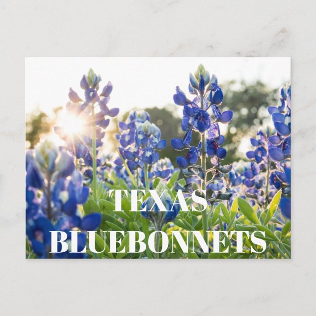 Postal Flor de flores silvestres en Texas Bluebonnets Flo (Anverso)