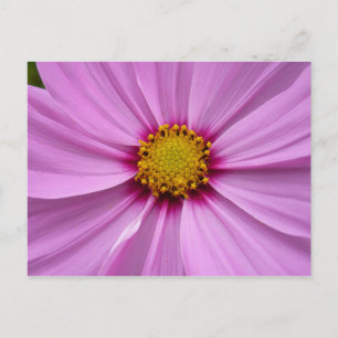 Postal Flor de flores silvestres rosadas Cosmos