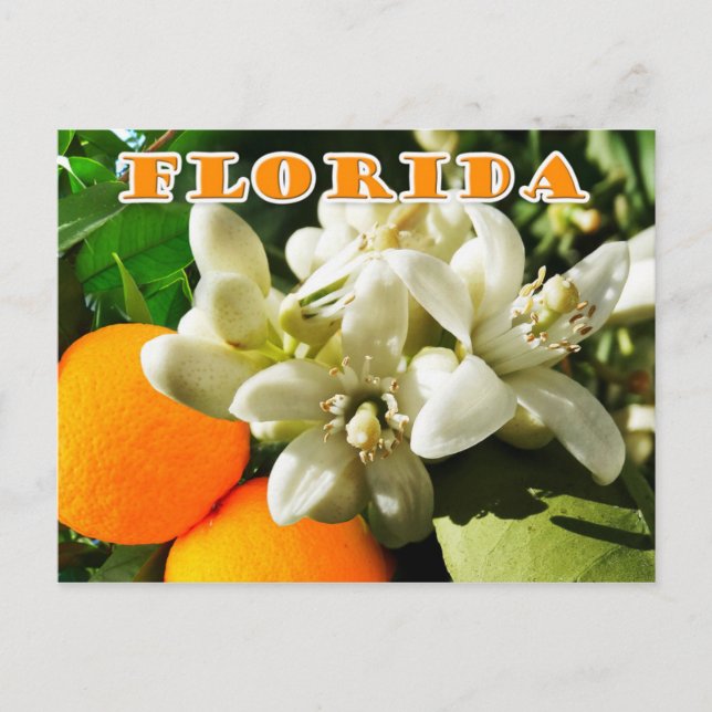 Postal Flor de Florida State: El florecimiento Naranja (Anverso)