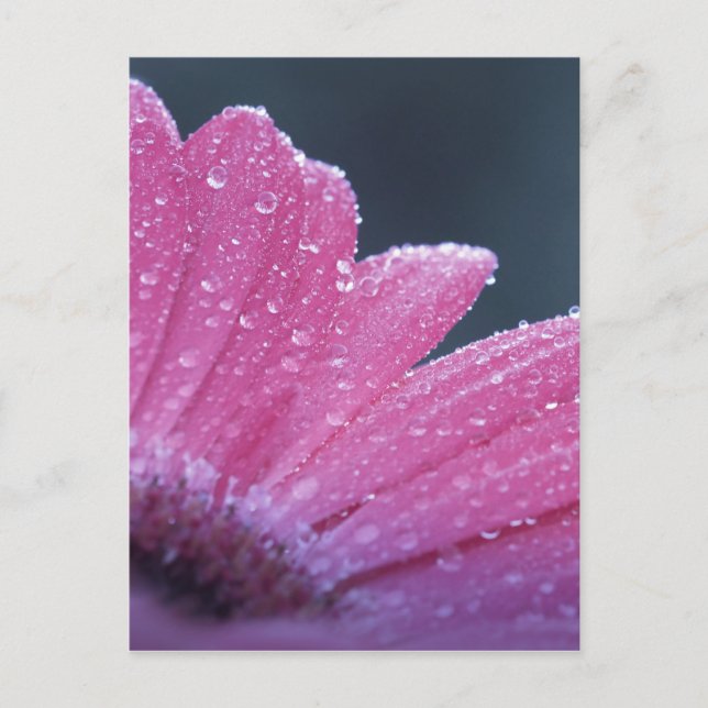 Postal Flor de foto macro (Anverso)