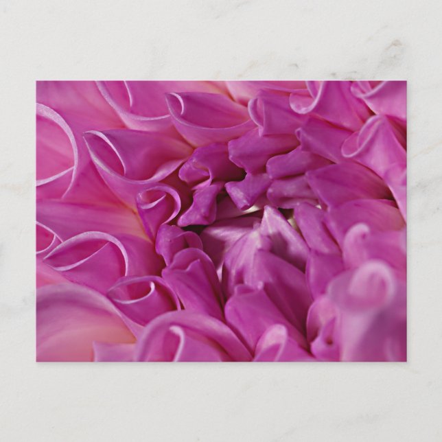 Postal Flor de foto macro (Anverso)