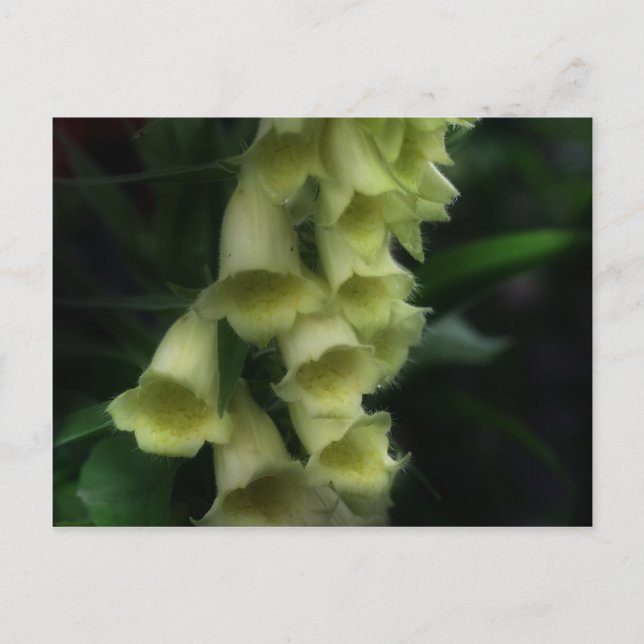 Postal Flor de Foxgantes Intensos (Anverso)