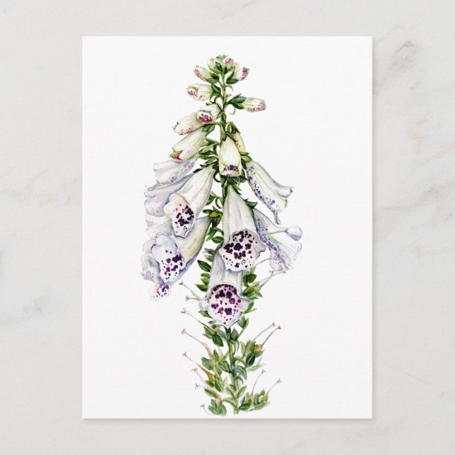 Postal Flor de Foxglove (Anverso)
