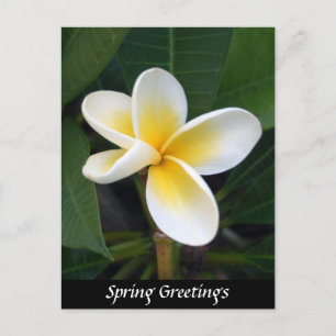 Postal Flor de Fragio, saludos de primavera, naturaleza