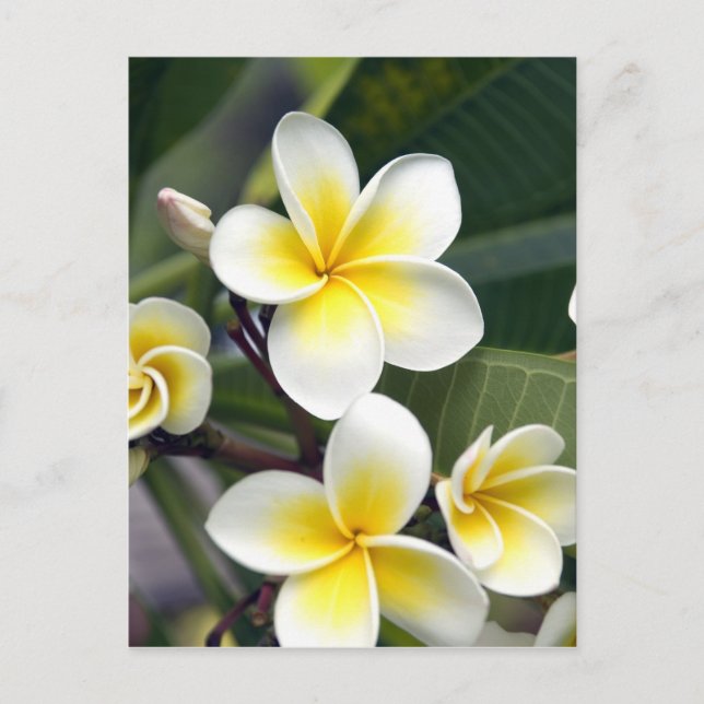 Postal flor de frangipani Islas Cook (Anverso)