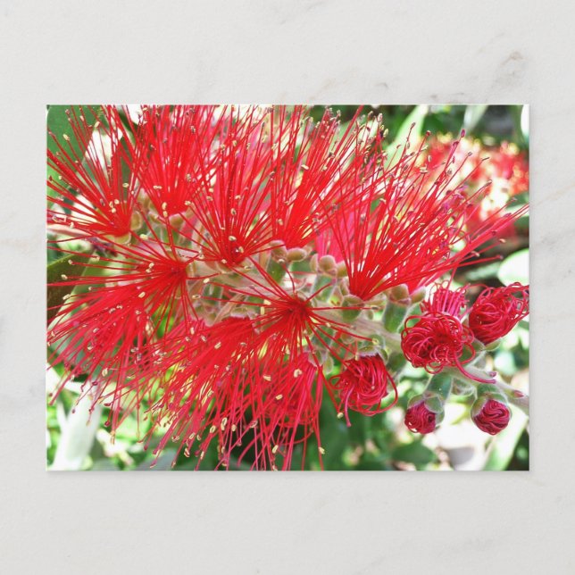 Postal Flor de frasco rojo tropical floral (Anverso)