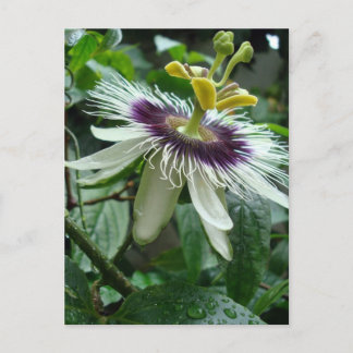 Postal Flor de frutas de pasión tropical exótica