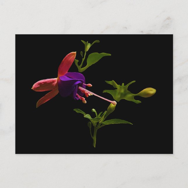 Postal Flor de fucsia morada (Anverso)