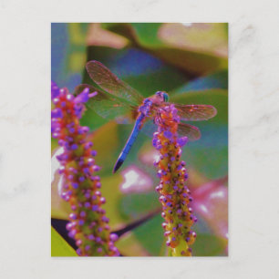 Postal Flor de fucsia y mosca de dragón