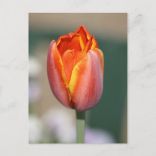 Postal Flor de fuego