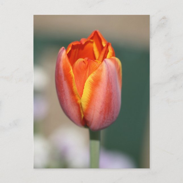 Postal Flor de fuego (Anverso)