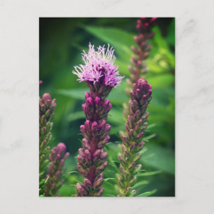 Postal Flor de galleta de galleta. Póster brillante