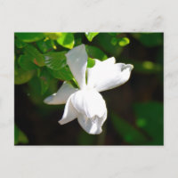 Flor de gardenia blanca