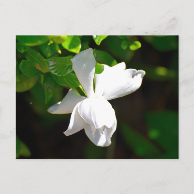 Postal Flor de gardenia blanca (Anverso)