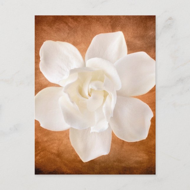 Postal Flor de Gardenia blanca Flor Floral (Anverso)