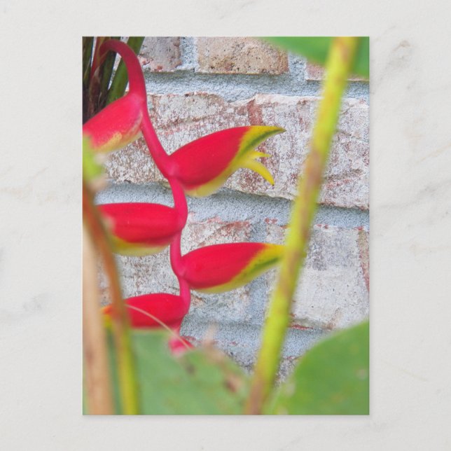 Postal Flor de Garra de Langosta Heliconia Rostrata (Anverso)