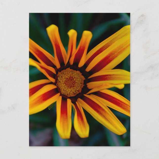 Postal Flor de Gazania (Anverso)