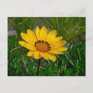 Postal Flor de Gazania