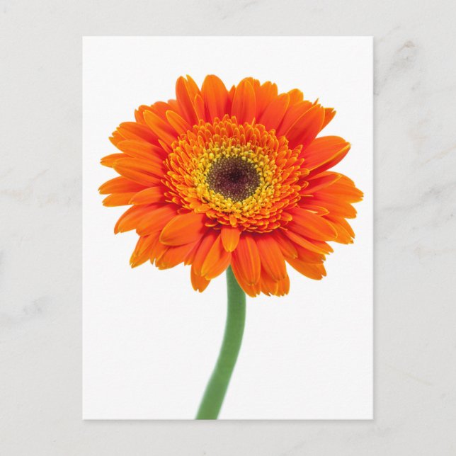 Postal Flor de Gerbera Daisy Naranja (Anverso)