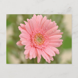 Postal Flor de Gerbera Daisy Rosa - Hola, Amor, Gracias