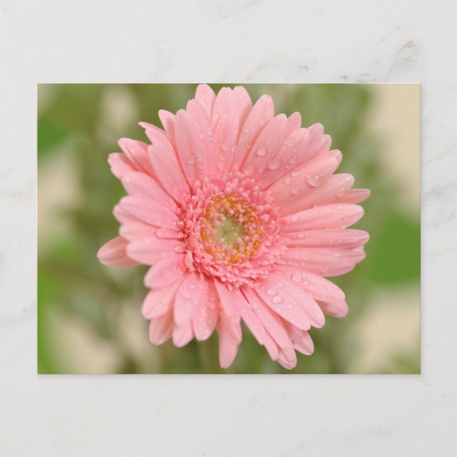Postal Flor de Gerbera Rosa - Hola Te Extraño, Amor (Anverso)