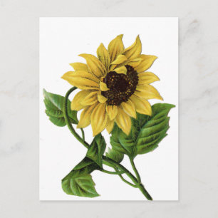 Postal Flor de girasol floral vintage amarillo y verde