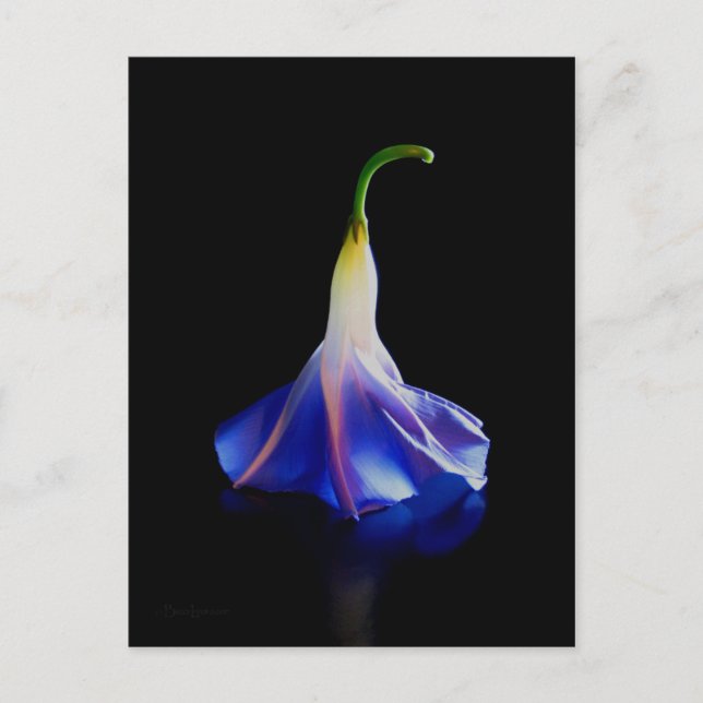 Postal Flor de gloria matutina 2 (Anverso)