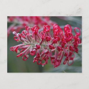 Postal flor de grevillea
