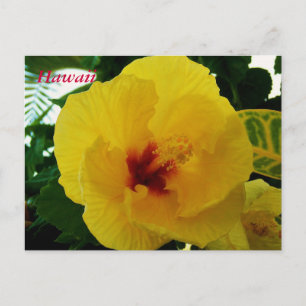 Postal Flor de Hawái Hibisco Amarillo
