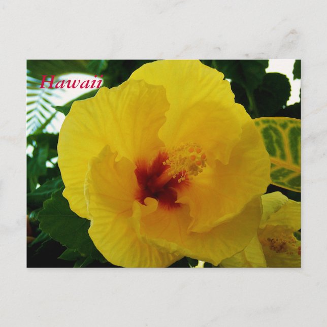 Postal Flor de Hawái Hibisco Amarillo (Anverso)