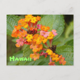 Postal Flor de Hawaii