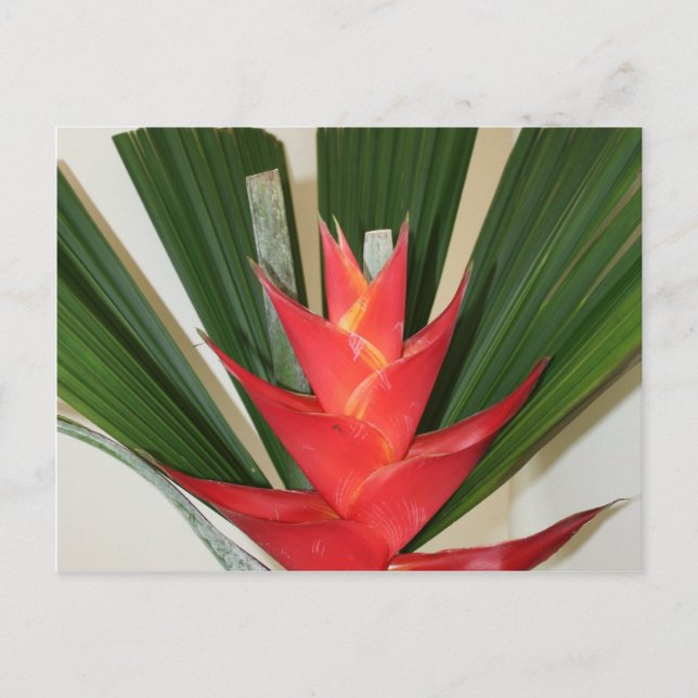 Postal Flor de Heliconia (Anverso)