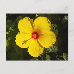 Postal Flor de Hibisco Amarillo