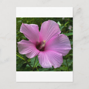 Postal Flor de Hibisco Rosa de Cerca