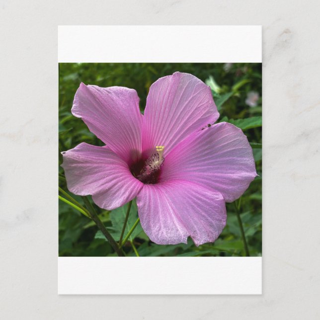Postal Flor de Hibisco Rosa de Cerca (Anverso)