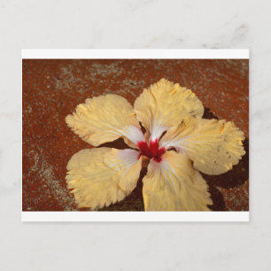Postal Flor de hibiscos amarillos