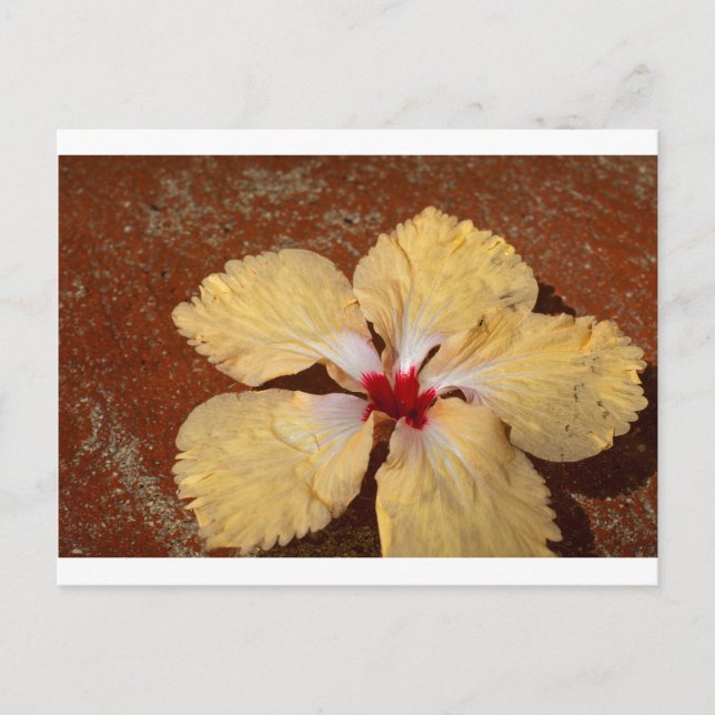 Postal Flor de hibiscos amarillos (Anverso)