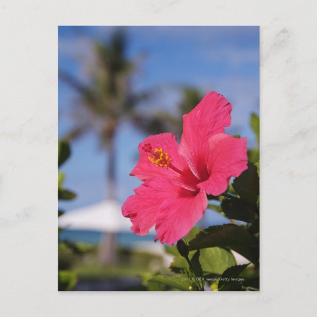 Postal Flor de hibiscos rosa (Anverso)