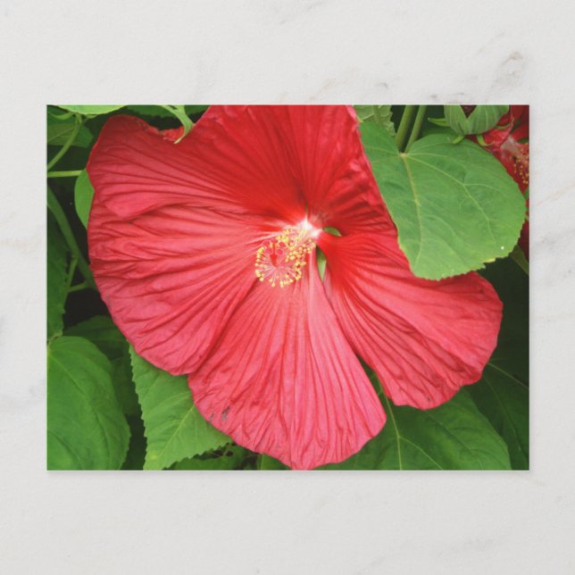Postal Flor de Hibiscus brillante flor magenta (Anverso)