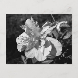 Postal Flor de hibiscus doble blanca y negra