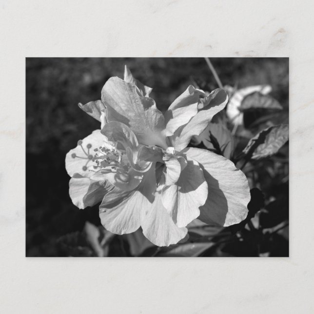 Postal Flor de hibiscus doble blanca y negra (Anverso)