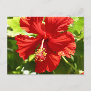 Postal Flor de Hibiscus en Hawái Roja