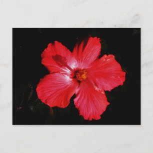 Postal Flor de Hibiscus rojo rosado caliente en negro
