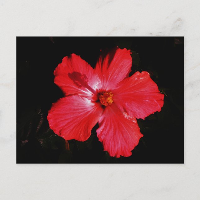Postal Flor de Hibiscus rojo rosado caliente en negro (Anverso)