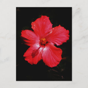 Postal Flor de Hibiscus rojo rosado caliente en negro