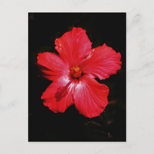 Postal Flor de Hibiscus rojo rosado caliente en negro (Anverso)