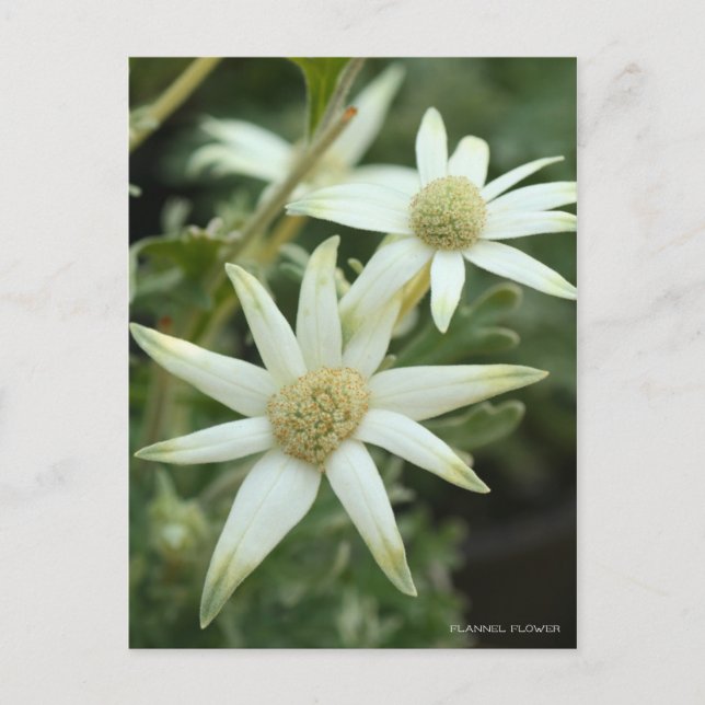 Postal Flor de hinojo [postal] (Anverso)